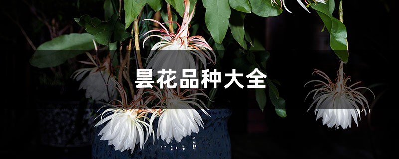 曇花品種大全