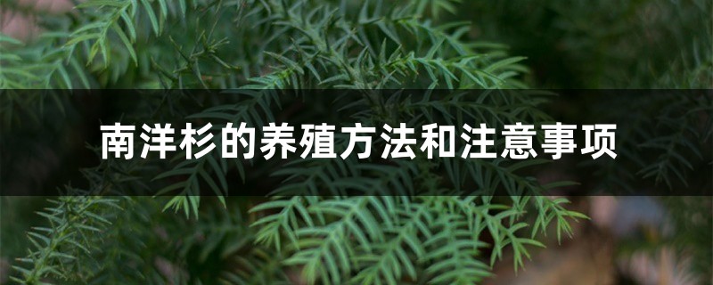 南洋杉的養(yǎng)殖方法和注意事項