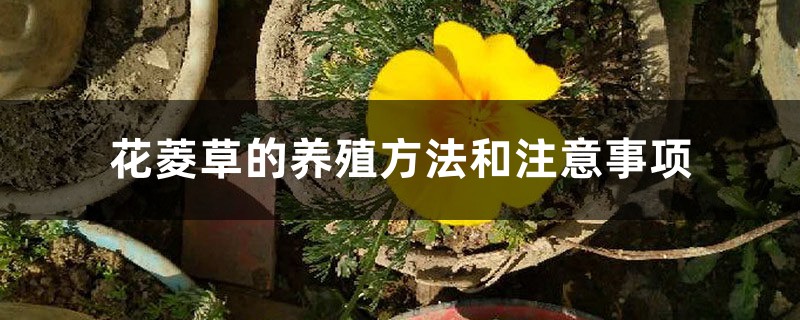 花菱草的養(yǎng)殖方法和注意事項