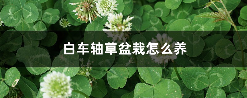 白車軸草盆栽怎么養(yǎng)