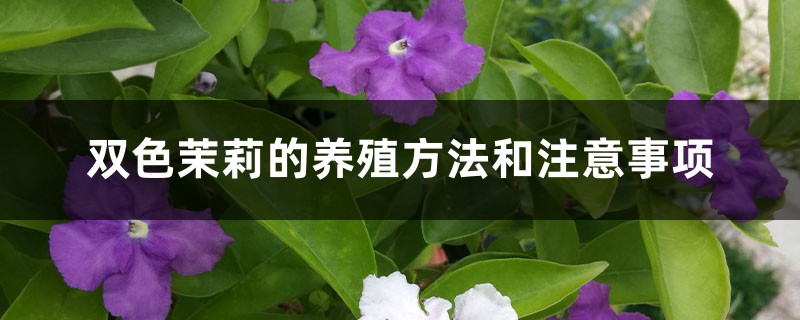 雙色茉莉的養(yǎng)殖方法和注意事項