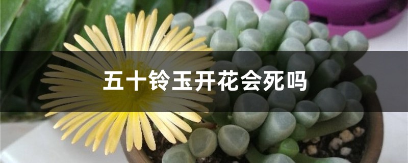 五十鈴玉開花會死嗎