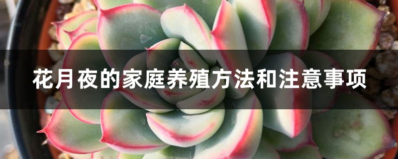 花月夜的家庭養(yǎng)殖方法和注意事項