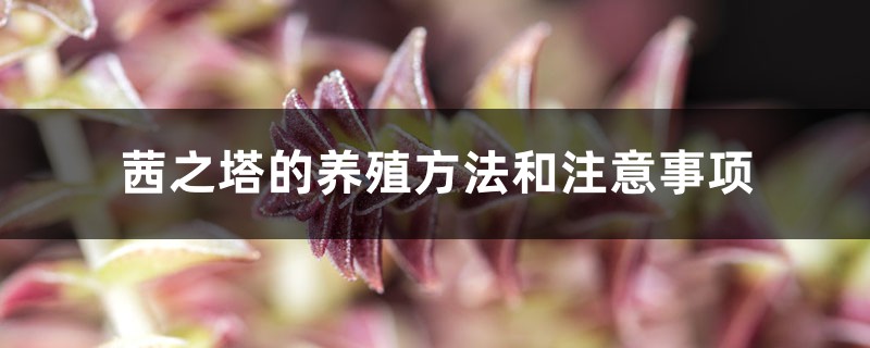 茜之塔的養(yǎng)殖方法和注意事項