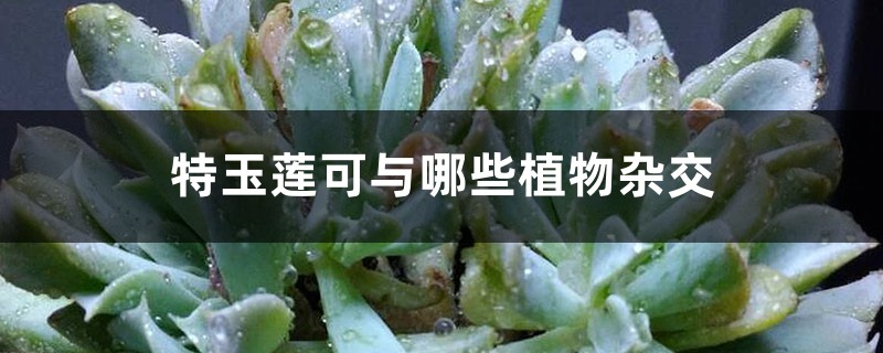 特玉蓮可與哪些植物雜交