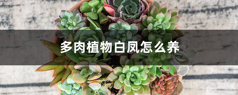 多肉植物白鳳怎么養(yǎng)