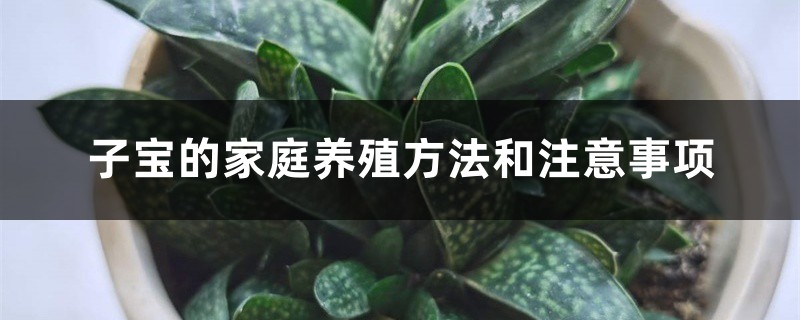 子寶的家庭養(yǎng)殖方法和注意事項