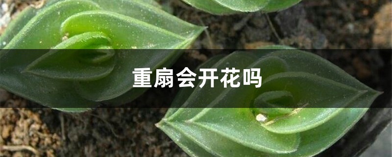 重扇會開花嗎