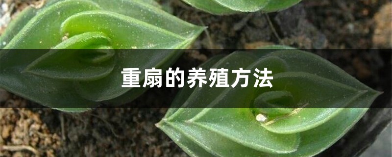 重扇的養(yǎng)殖方法