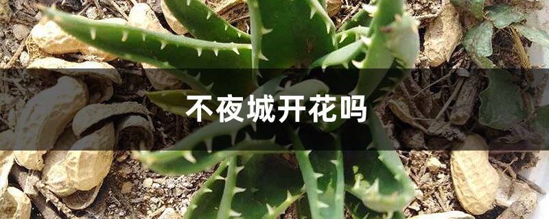 不夜城開花嗎