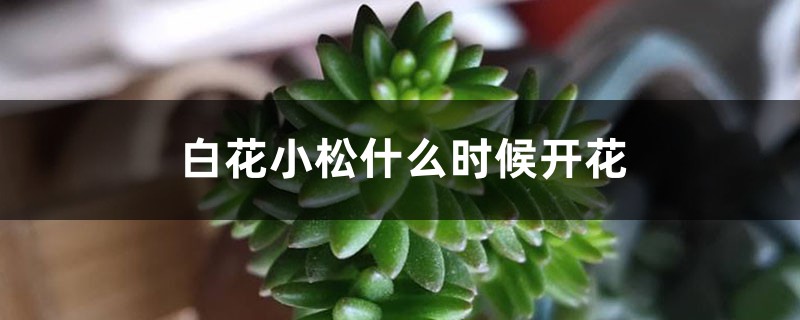 白花小松什么時候開花