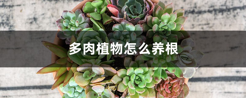 多肉植物怎么養(yǎng)根