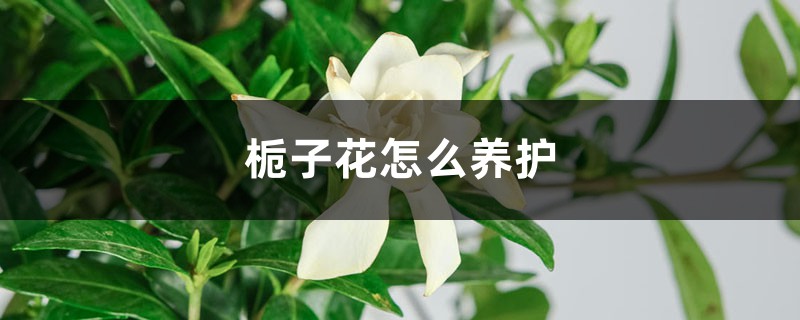 梔子花怎么養(yǎng)護