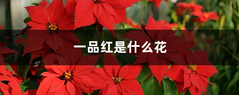 一品紅是什么花