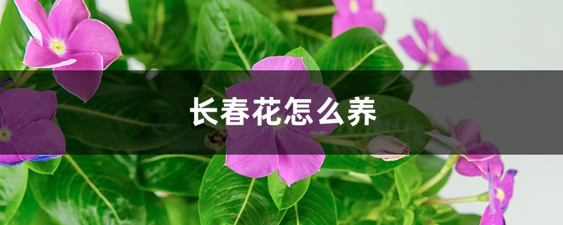 長春花怎么養(yǎng)