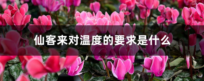 仙客來(lái)的種植環(huán)境