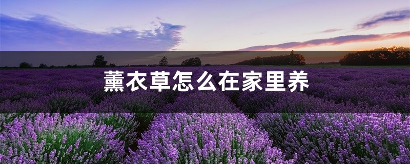 薰衣草怎么在家里養(yǎng)