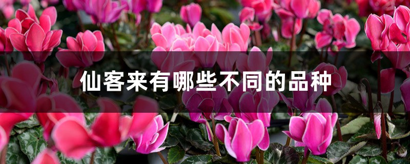 仙客來(lái)有哪些不同的品種