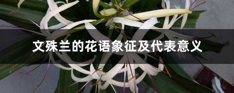 文殊蘭的花語(yǔ)象征及代表意義