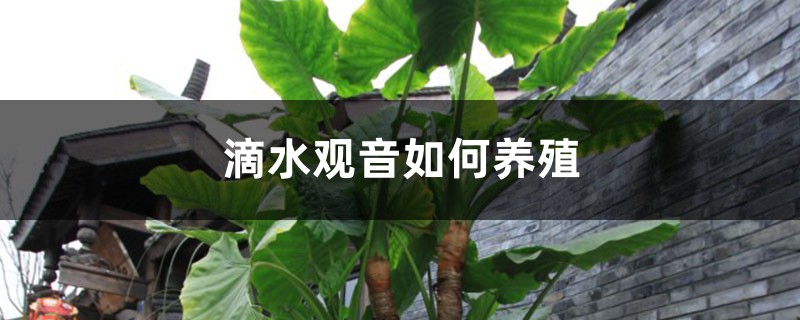 滴水觀音的養(yǎng)殖方法