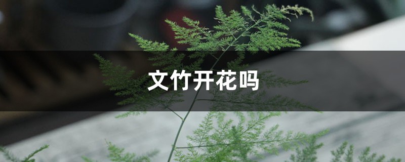 文竹開(kāi)花嗎