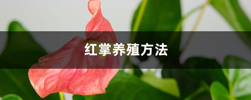 紅掌養(yǎng)殖方法