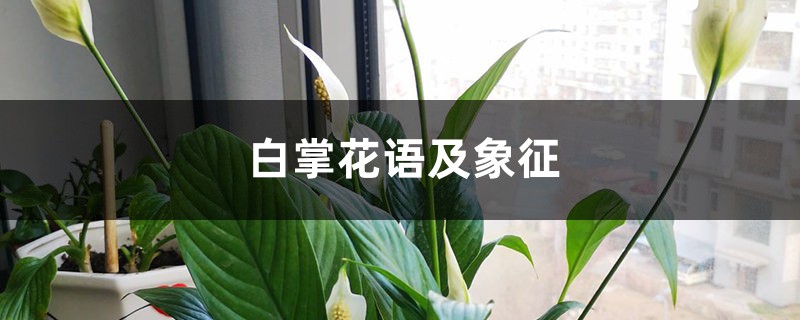 白掌花語(yǔ)及象征