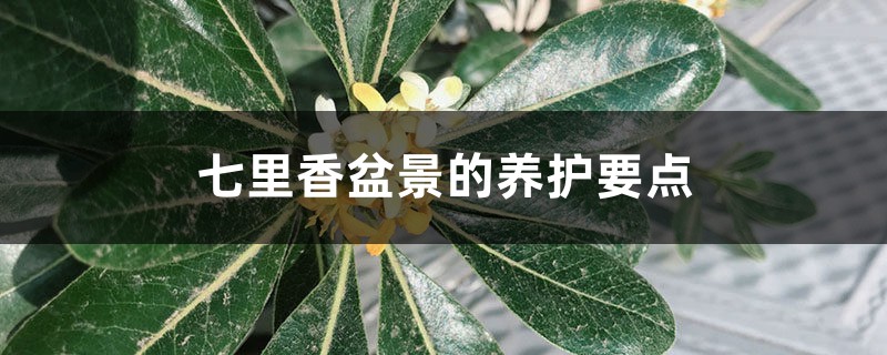 七里香盆景的養(yǎng)護(hù)要點(diǎn)