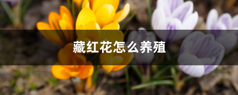 藏紅花養(yǎng)殖方法及注意事項(xiàng)