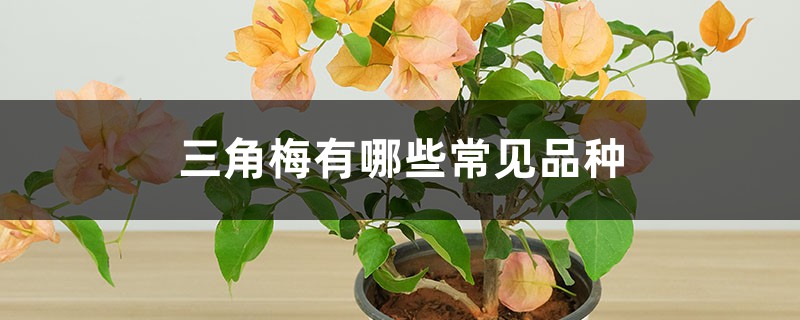 三角梅有哪些常見(jiàn)品種