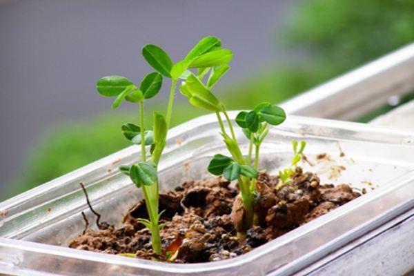 花生盆栽的種植方法