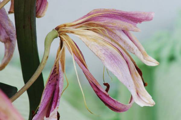 百合花常見的病蟲害與防治辦法