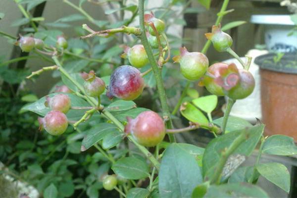 陽(yáng)臺(tái)藍(lán)莓的種植方法