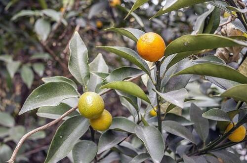 露薇花什么時(shí)候開(kāi)花，露微花花期在6～10月