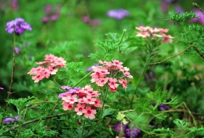 秋天開的花有哪些：有詳細(xì)介紹并附圖