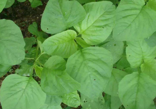 綠莧菜可以生吃嗎 和紅莧菜哪個(gè)營(yíng)養(yǎng)價(jià)值高