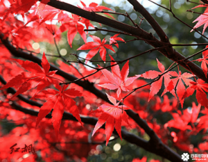 雞爪槭和紅楓的區(qū)別有哪些？教大家如何快速區(qū)分它們的方法！