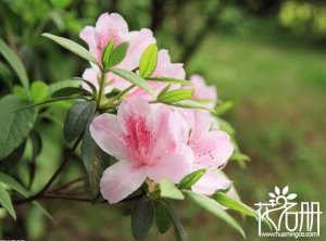 杜鵑花的特點有哪些，杜鵑花的作用是什么(凈化空氣)