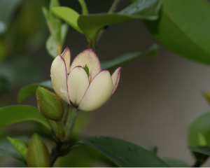 含笑花一年可以開(kāi)幾次花?含笑花花期怎么管理控制?