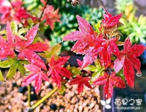 盆栽紅楓，留意養(yǎng)護(hù)“要點(diǎn)”，葉片不干不卷曲，紅紅火火滿枝頭