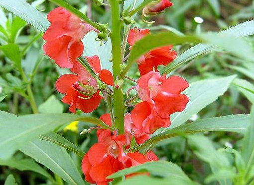 鳳仙花開花很好看，開花需要什么條件呢？