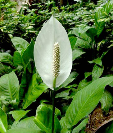 白鶴芋怎么繁殖？白鶴芋的繁殖方法介紹