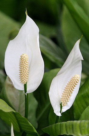 白鶴芋是一種什么花卉植物？白鶴芋的花期、別名及簡介