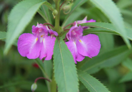 鳳仙花的花語(yǔ)和象征代表意義是什么？