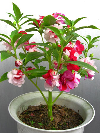 鳳仙花是一種什么花卉植物？鳳仙花的花期、別名及簡(jiǎn)介