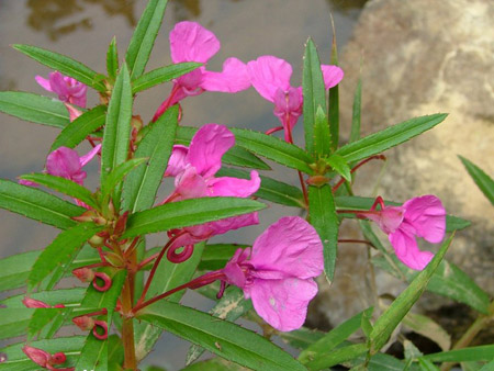 鳳仙花(指甲花)圖片及簡介