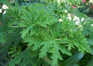 驅蚊草有哪些?這幾種植物讓你遠離蚊子騷擾!