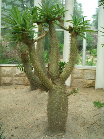 多肉植物非洲霸王樹的花期、別名及簡介