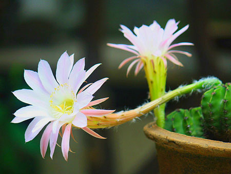 仙人球花盛球怎么繁殖？花盛球的繁殖方法介紹