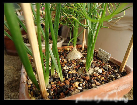 多肉植物大蒼角殿怎么繁殖？大蒼角殿的播種繁殖方法及管理要點(diǎn)